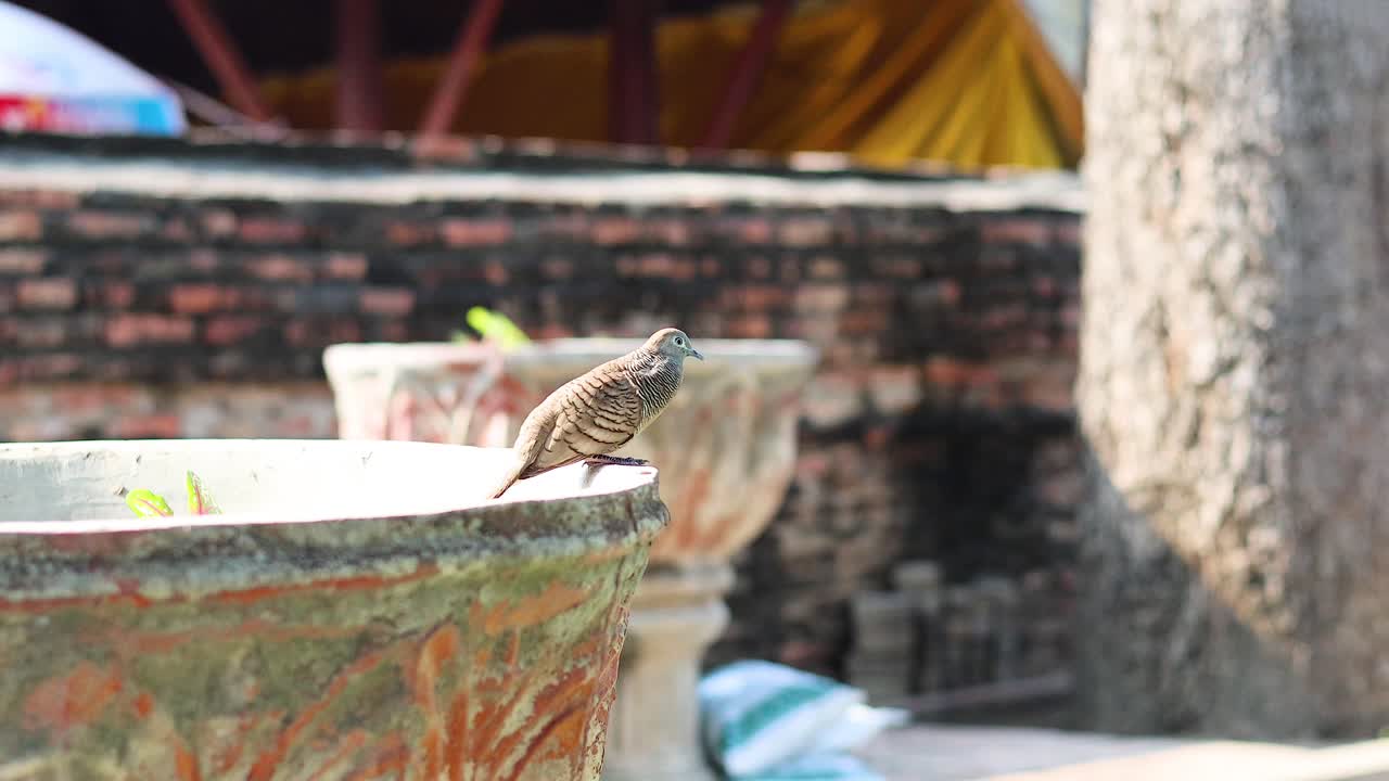 태국 아유타야 의 욕조 에 앉아 있는 새
