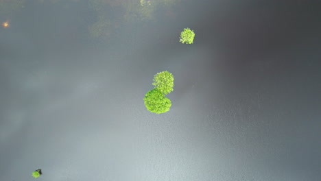 Epic-view-of-a-tree-under-the-water-with-vegetation-surrounding-it-in-a-caribbean-island