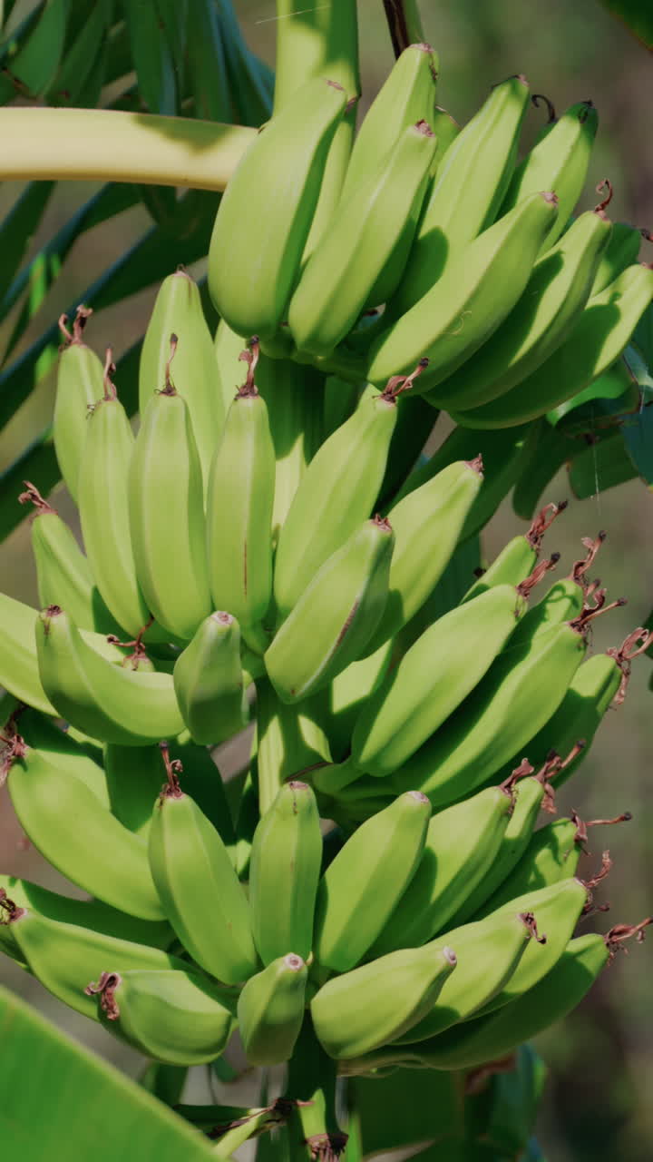 Close up of green bananas growing on a banana tree in Golfe Juan, France. Vertical