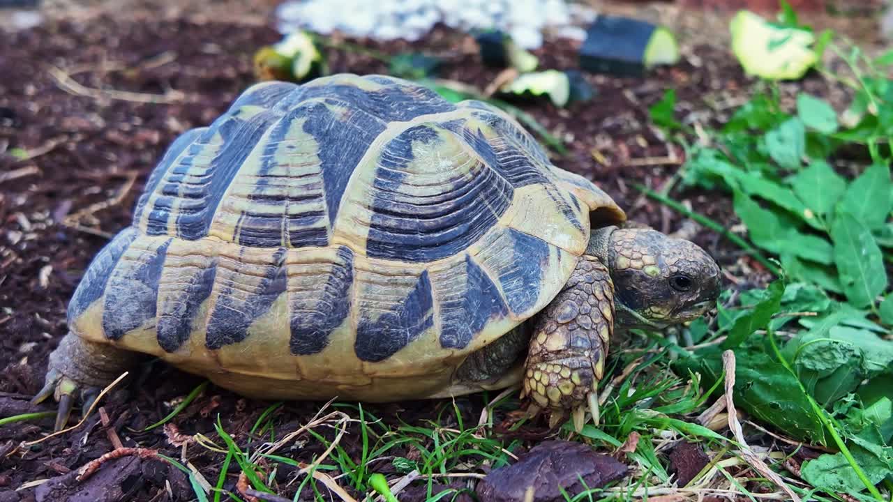 Static shot of a land tortoise in profile, showing full shell, legs, scales, and lifted paw while surrounded by soil and green plants