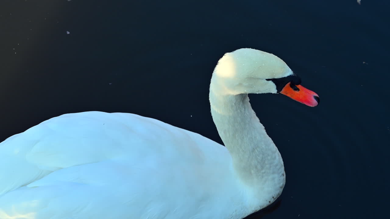A stunning white swan glides smoothly over dark water, showcasing its beauty and elegance in a peaceful natural environment during daylight