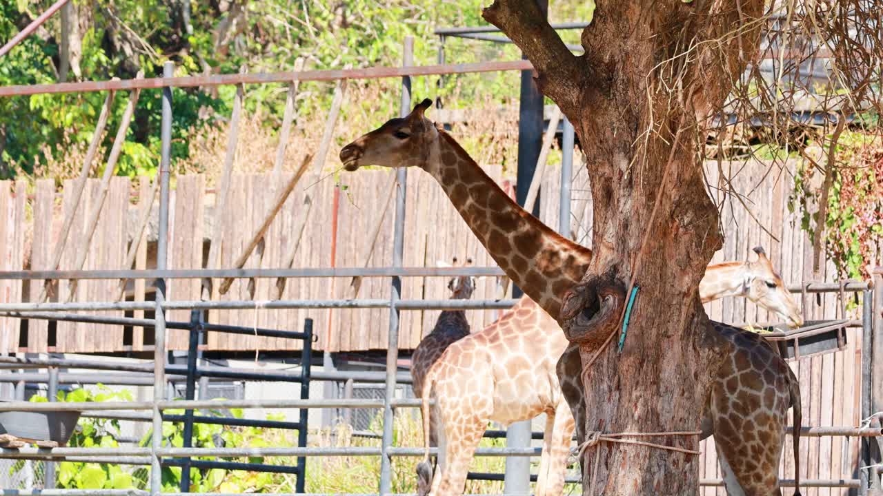 jirafas en un recinto del zoológico
