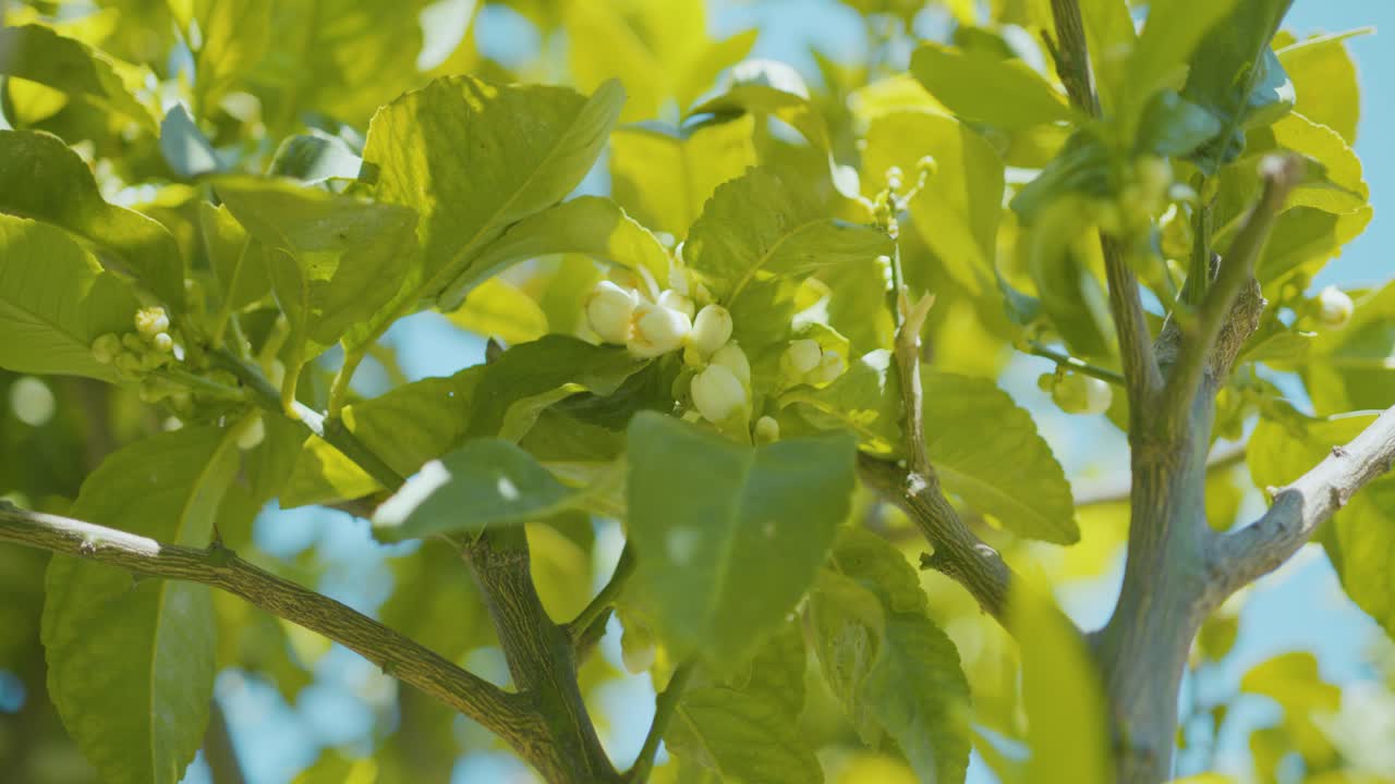 pequeñas flores en un árbol de limón, limones a punto de crecer