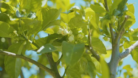 small flowers on a lemon tree, lemons about to grow