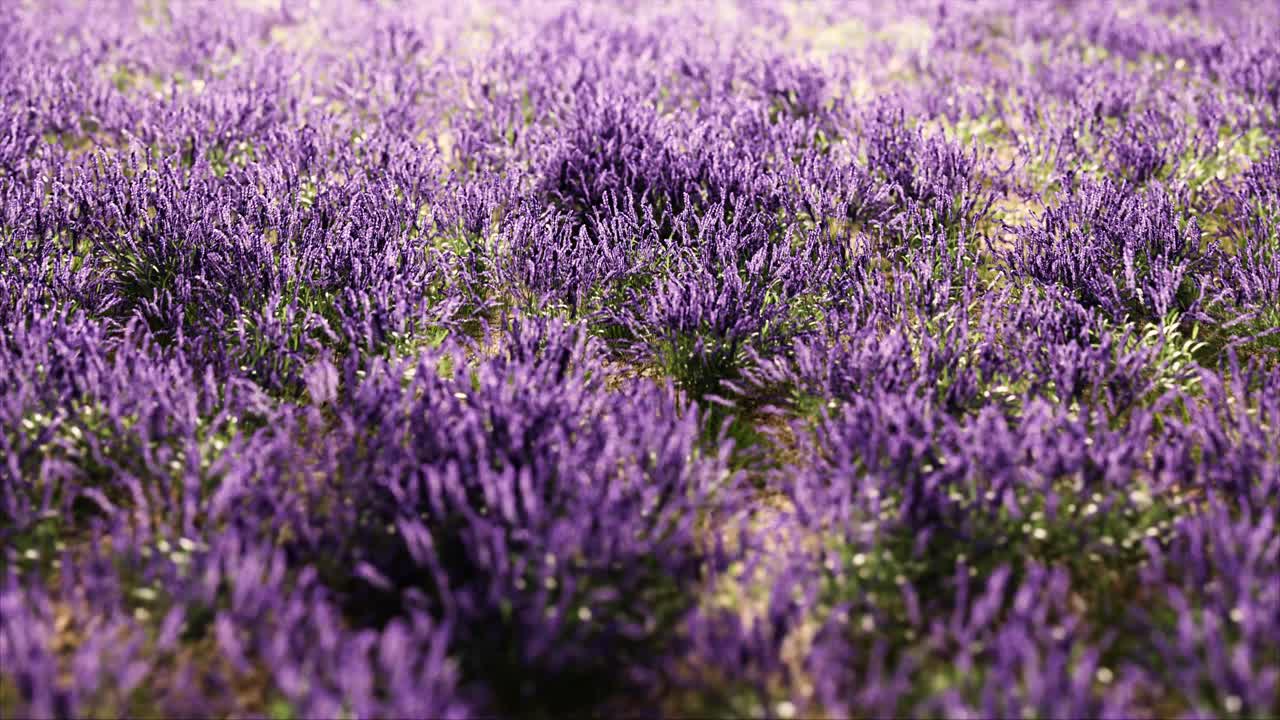 Primo piano di fiori di lavanda viola che ondeggiano in un campo
