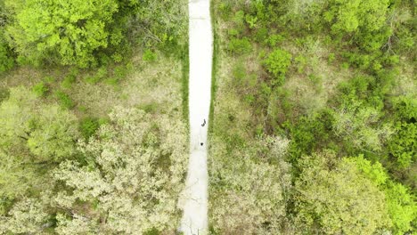 A-birds-eye-view-of-a-modern-american-family-walking-their-dog-in-the-park-on-a-sunny-spring-afternoon