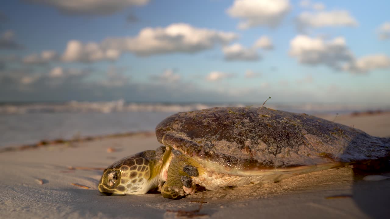 Beautifully lit by setting sun dying sea turtle as it rests on the beach