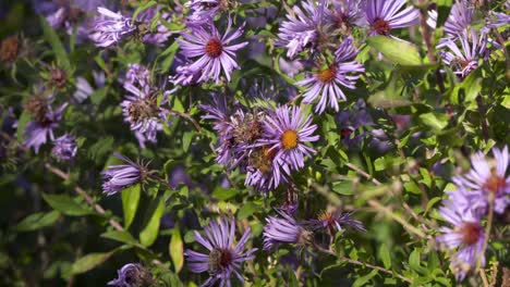 las abejas trabajan duro recolectando polen en flores moradas en el otoño en flores en boise, idaho