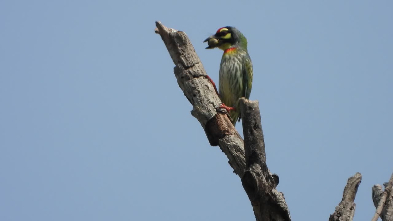 pájaro barbudo calderero en el árbol del cielo