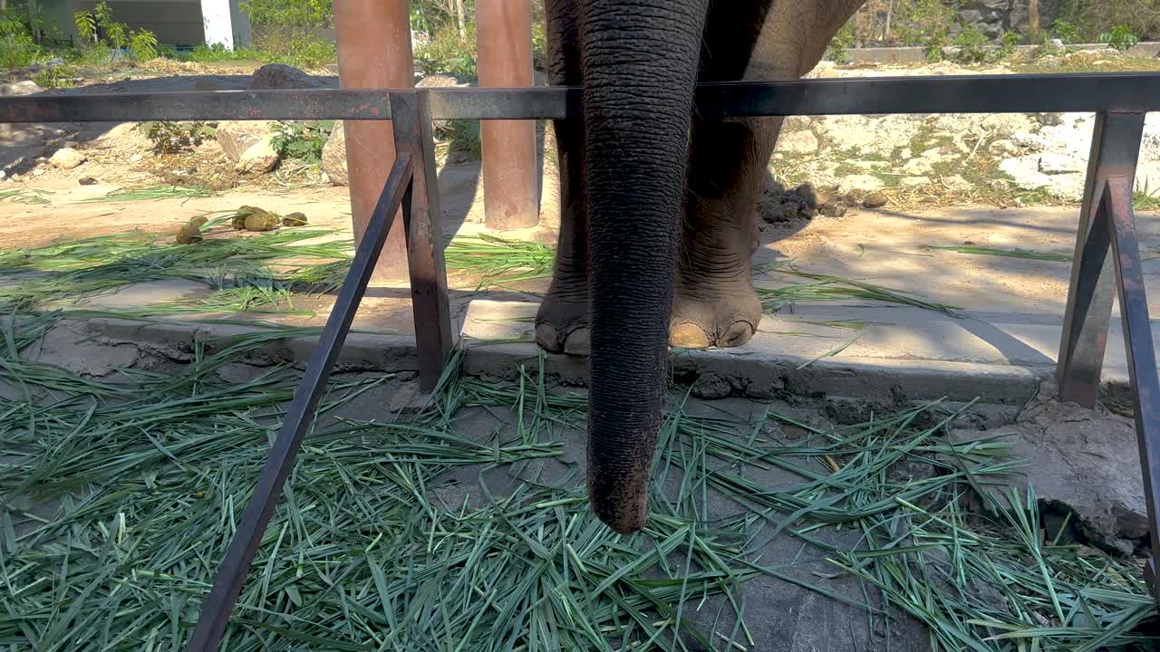 동물원 에서 잔디 와 상호 작용 하는 코끼리 줄기