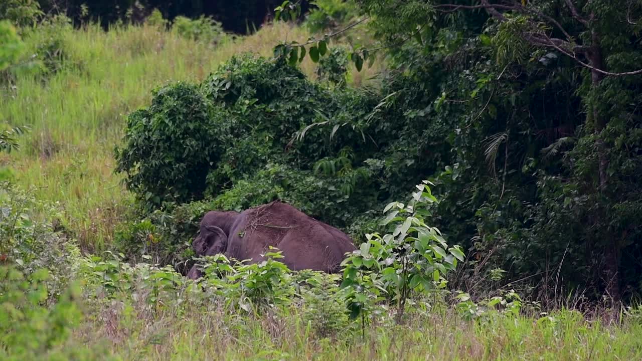 Aasian norsut ovat uhanalaisia lajeja ja elävät myös Thaimaassa