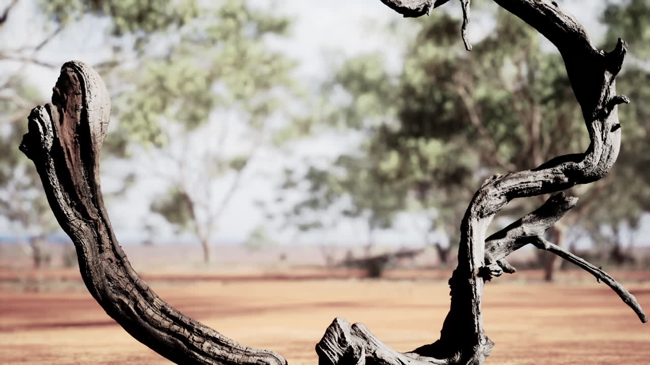 겨울에 초원과 나무의 건조한 풍경