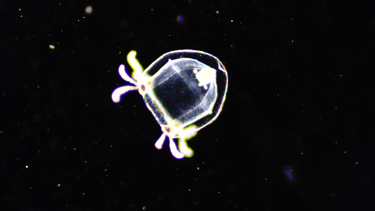 Bioluminescent Comb Jelly in Dark Water