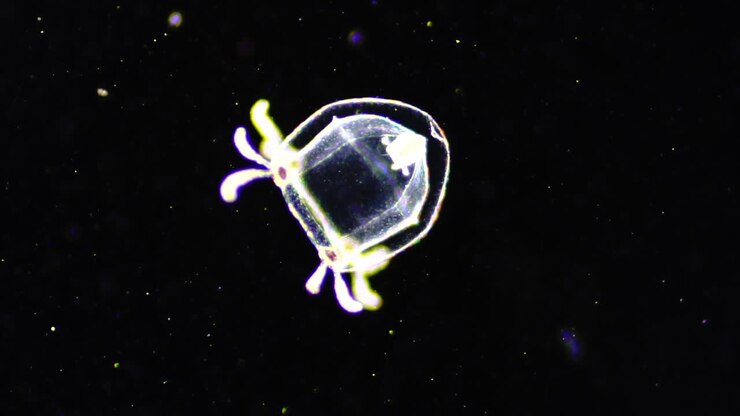 Bioluminescent Comb Jelly in Dark Water