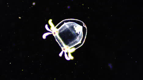 bioluminescent comb jelly in dark water