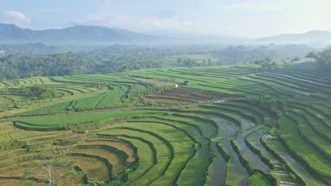 Aerial-view-of-green-rice-field-with-mountain-range-on-horizon