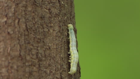 Oruga-Verde-Trepando-Al-árbol-En-El-Parque