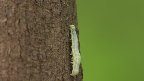 oruga verde trepando en el árbol en el parque