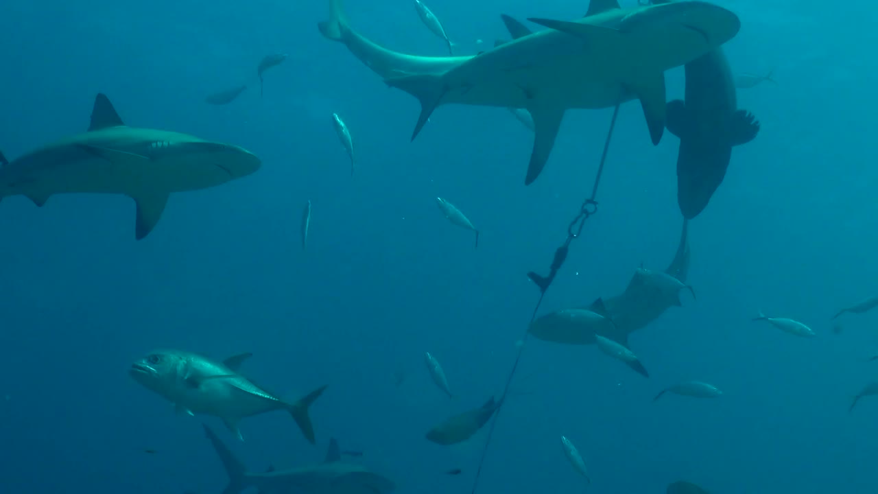 Excited sharks feeding