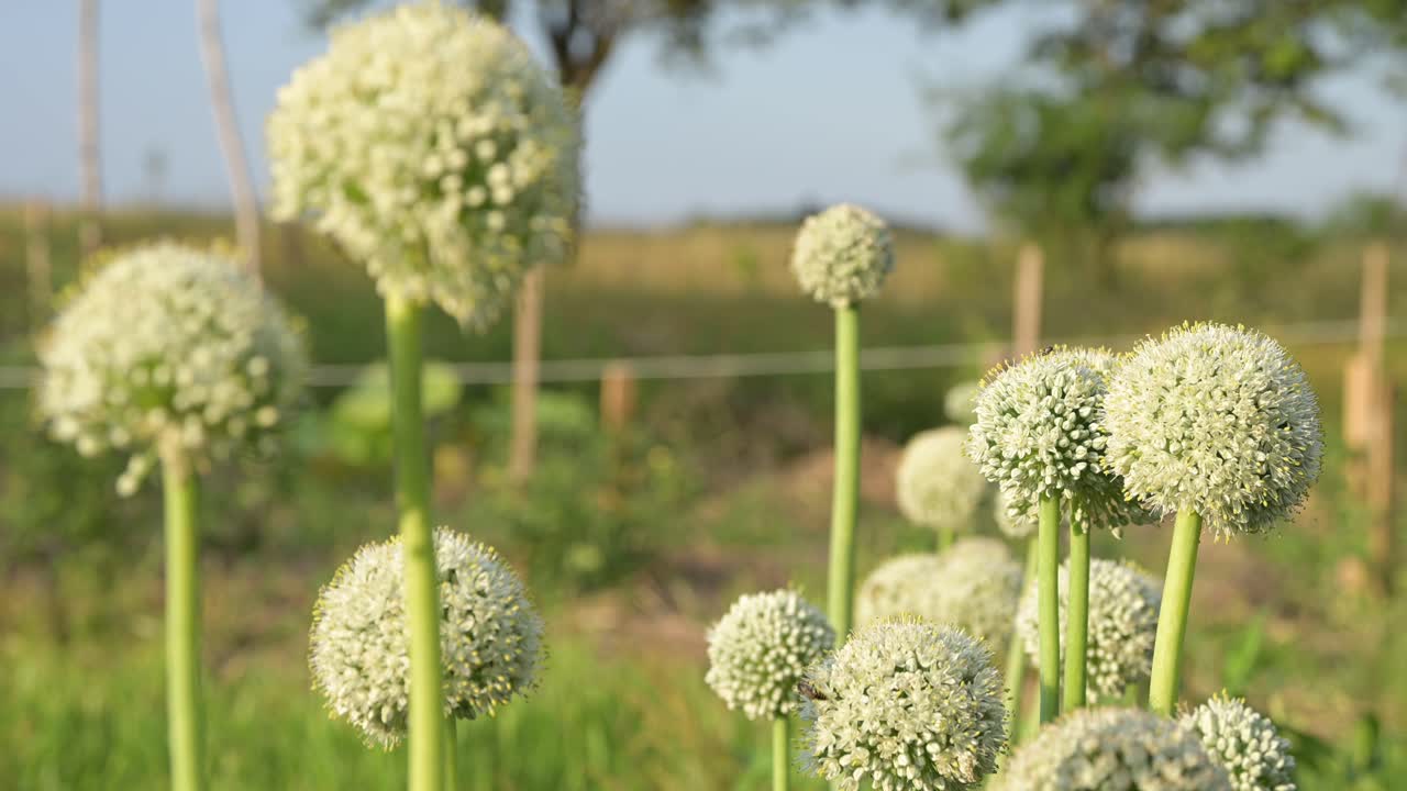 여름 햇살과 산들바람 아래 자연 밭에 양파가 피는 꽃 머리, 시골 환경 친화적인 지속 가능한 무배출 개념