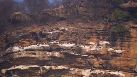 colonies and nests of indian and himalayan griffon vultures or gyps indicus and himalayensis species on ridges of a rocky hill in gwalior region of madhya pradesh in central india