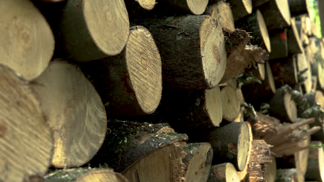 숲 속 바닥에 갓 자른 나무 통나무 더미