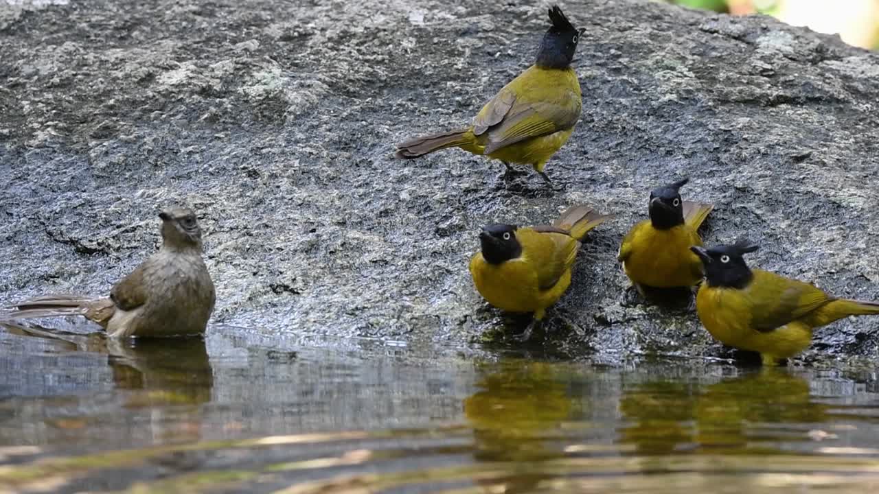 bulbuls de cresta negra, bulbul de orejas rayadas, bulbul de garganta rayada, bañándose en el bosque durante un día caluroso, pycnonotus flaviventris, pycnonotus conradi, pycnonotus finlaysoni, en cámara lenta