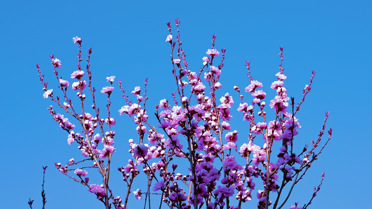 푸른 하늘 위에 봄에 아름다운 체리 꽃 사쿠라