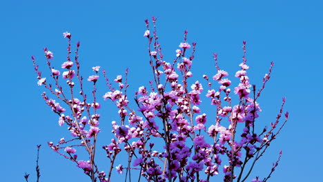 prachtige kersenbloesem sakura in de lente boven de blauwe hemel