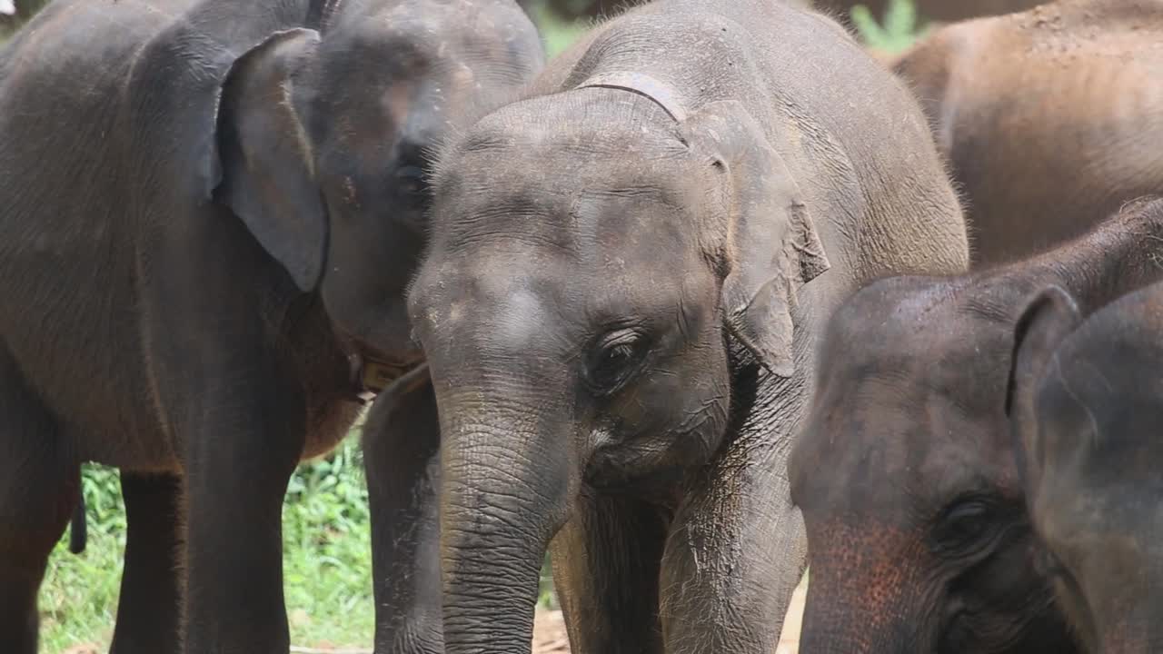 grupo de elefantes parados juntos en una reserva natural con arneses en el cuello