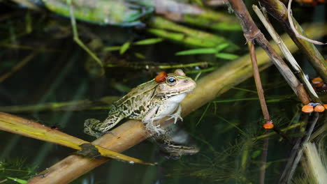 daruma pond frog leaning on drown leaf in fresh water - closeup