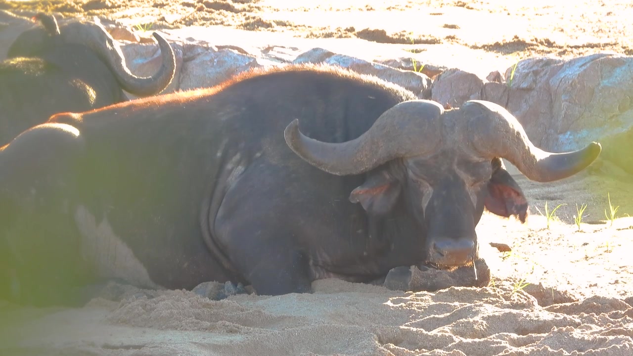 Bufalo cafro africano, mammifero bovino a riposo nel Parco Nazionale Kruger in Sudafrica