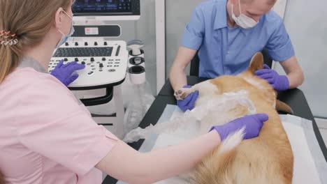 veterinarian team examines the corgi dog using ultrasound