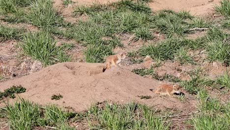 juvenile prairie dogs explore the grasslands outside of their burrow at the rocky mountain arsenal national wildlife refuge, near denver, colorado