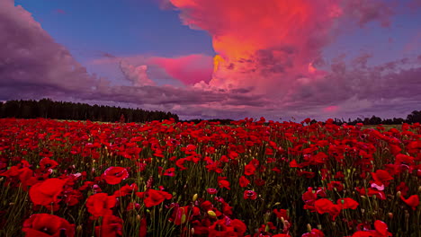 cielo colorido y nubes sobre los campos de flores de amapola roja