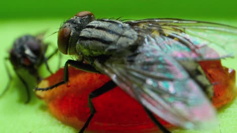 Wo-Fliegen-Marmelade-Lutschen-Extreme-Nahaufnahme-Mikrolinse