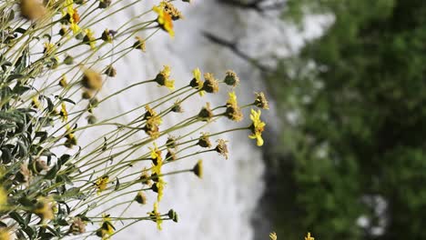 Langsame-Dolly-Pan-Fokusverschiebung-Von-Gelben-Gänseblümchen-Zum-Kern-River,-Tosendes-Wasser-Auf-Dem-Highway-178,-Bakersfield,-Kalifornien,-Vertikales-Video-Mit-Großen-Überschwemmungen