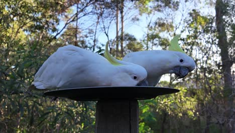 native australian cockatoos eating seeds on a plate with bushland in the background