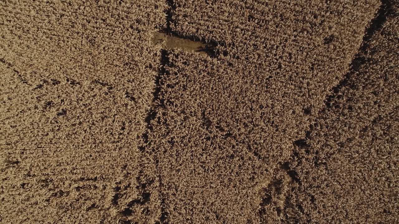 Aerial flight over milo field ready to harvest looking straight down