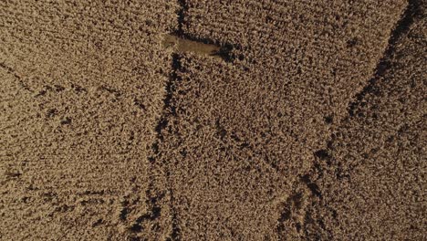 Aerial-flight-over-milo-field-ready-to-harvest-looking-straight-down