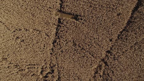 aerial flight over milo field ready to harvest looking straight down