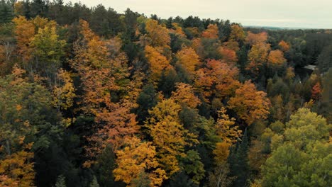 Vuelo-De-Drones-Sobre-El-Bosque-De-Otoño-En-Canadá