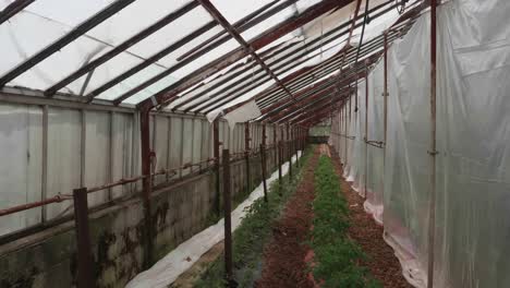 poor man's green house with young tomato plants being grown and care for