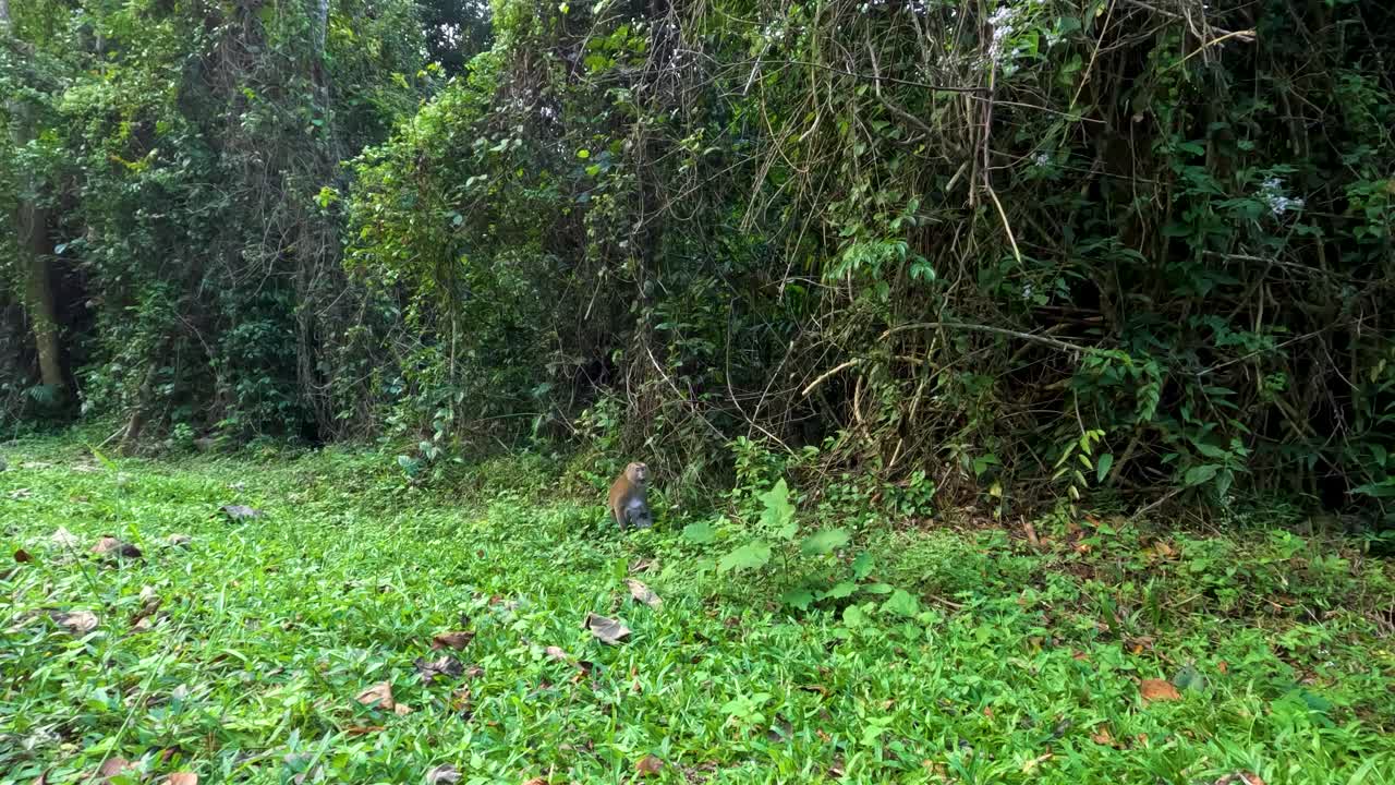 mono observado en la hierba en el bosque de tailandia