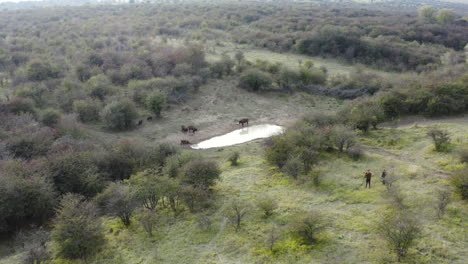 Dokumentarfilmer-Fotografieren-Eine-Europäische-Bisonherde-An-Einer-Wasserstelle-In-Tschechien