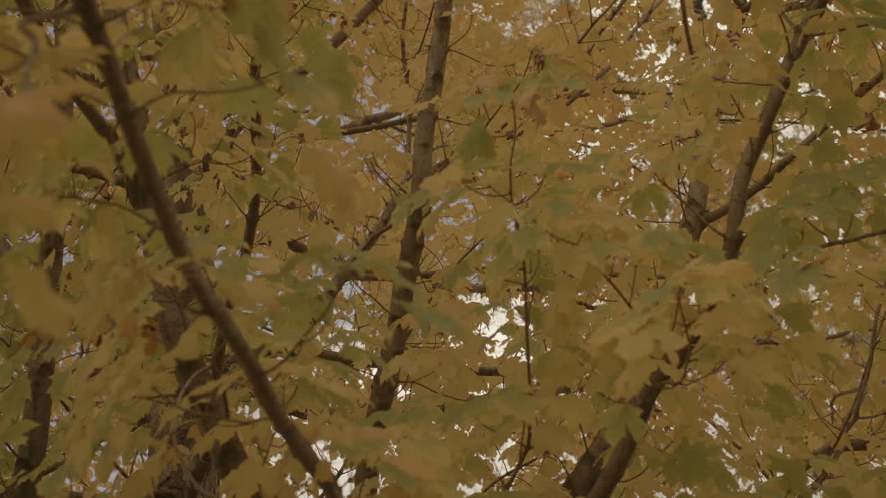 가을에 나무의 잎을 통해 피크 가을 색상