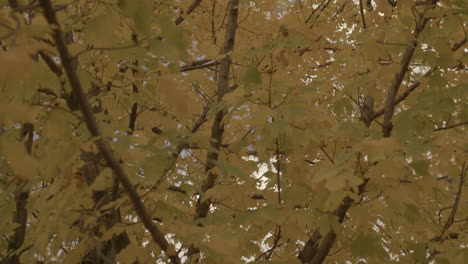 up through leaves in a tree in autumn at peak fall color