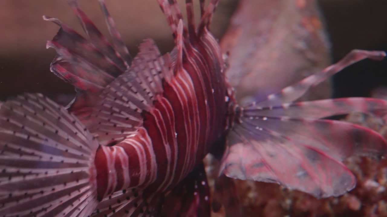 암초에 lionfish, 가까이