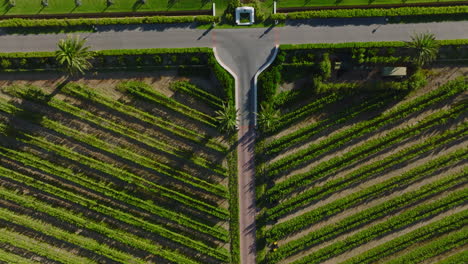 Top-down-shot-of-symmetrical-rows-of-plants-in-cultivated-gardens.-Green-vegetation-in-tropical-destination.-South-Africa