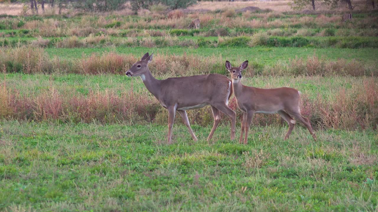 Two Alert Whitetail Does Look Around a Field While Grazing